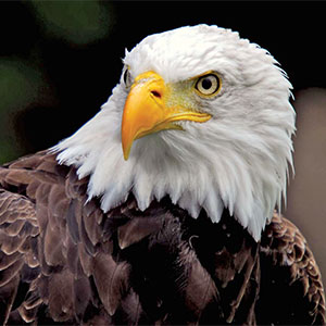 eagle