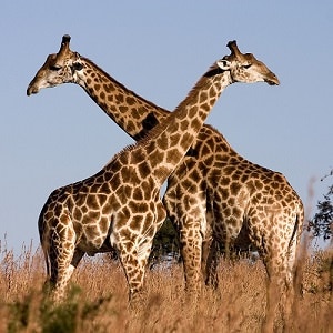 giraffe