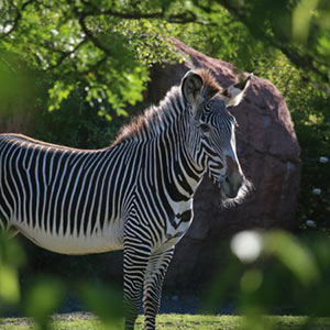 zebra